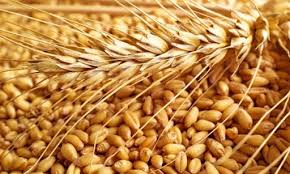 توزیع بذر گندم در دزفول