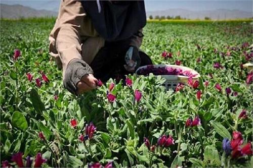 اختصاص ۵۰۰ هکتار از اراضی مددجویان کرمانشاهی به کشت گیاهان دارویی