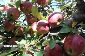 ضرورت توجه به صادرات سیبِ کشور