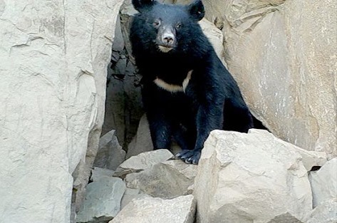 مشاهده یک قلاده خرس سیاه آسیایی در رودان