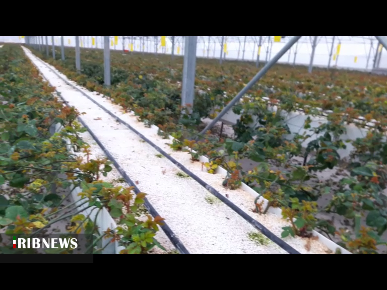 افتتاح گلخانه تولید گل رُز هلندی در روستای نیلق کوثر