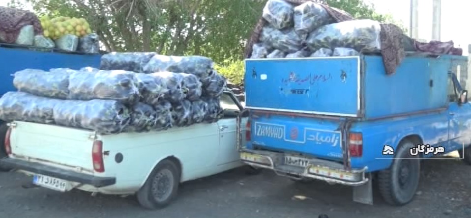 بادمجان همچنان بی مشتری/ کشاورزان متضرر