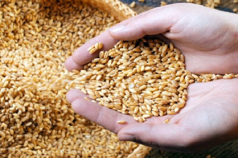 افزایش ۹۰ درصدی تامین بذر در تایباد