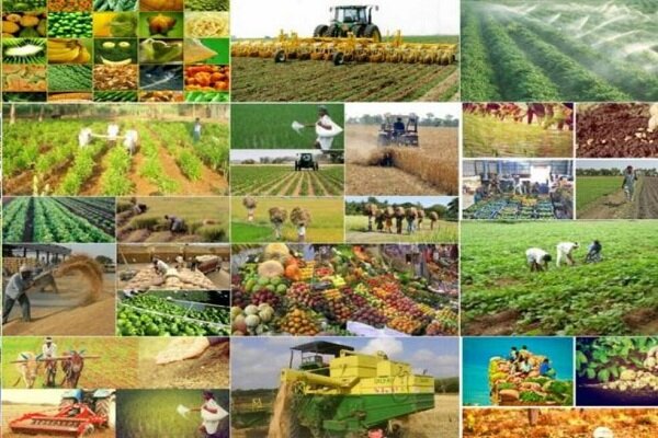 سهم ۳۳ درصدی کشاورزی از اشتغال زنجان