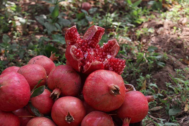 کاهش ۱۵ درصدی برداشت انار به دلیل سرمای بهاری در یزد