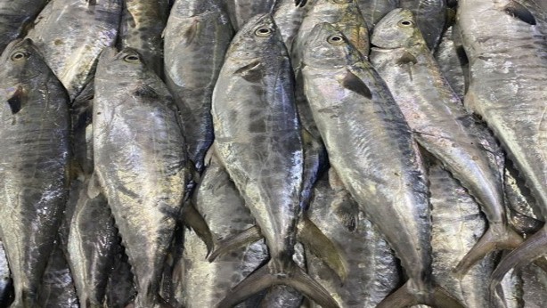 کشف سه تن ماهی قاچاق در پارسیان