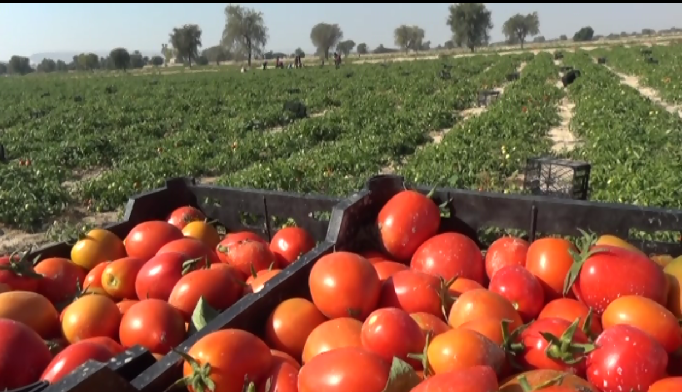 برداشت گوجه از مزارع پارسیان