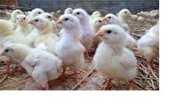 پیوستن ایران به جمع کشورهای تولید کننده مرغ لاین آرین