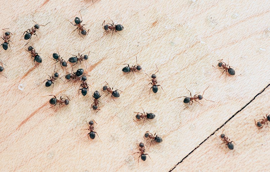 مورچه‌های خانه چگونه از بین می‌روند؟