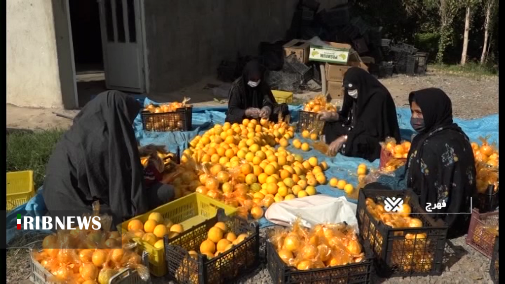 جُنب وجوش در باغ مرکبات فهرج