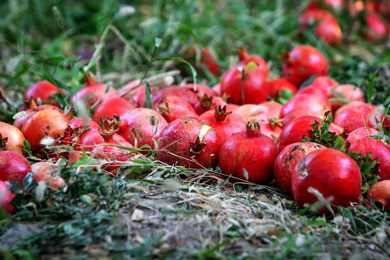 آغاز خرید توافقی انار از باغداران ارسنجان