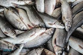 پیش بینی برداشت ۳۰۰ تُن ماهی گرمابی از استخر‌های استان