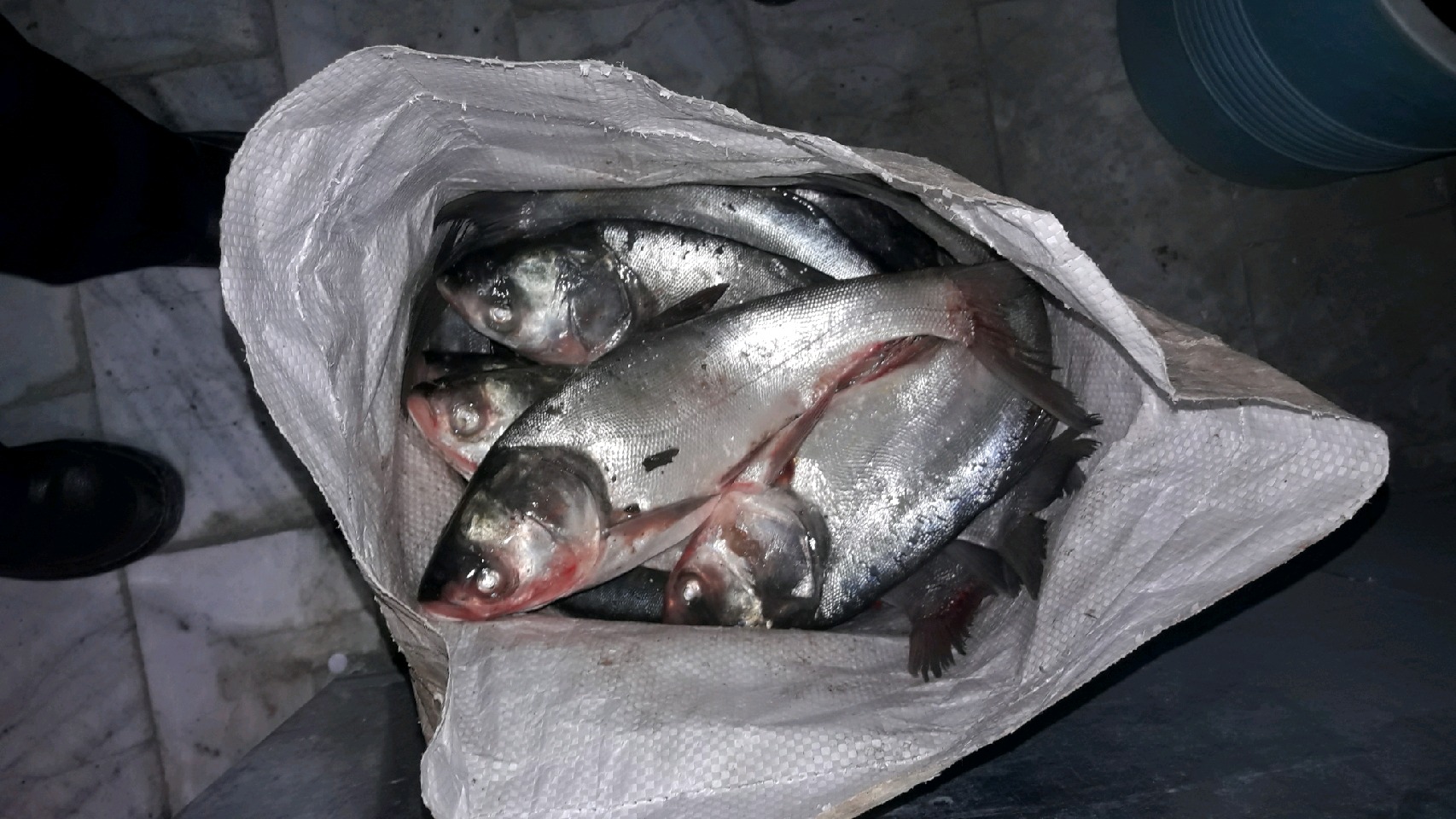 دستگیری صیادان غیرمجاز ماهی در فریمان
