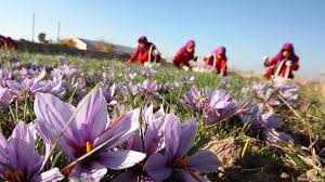 افزایش۱۰ درصدی تولید زعفران در خراسان شمالی