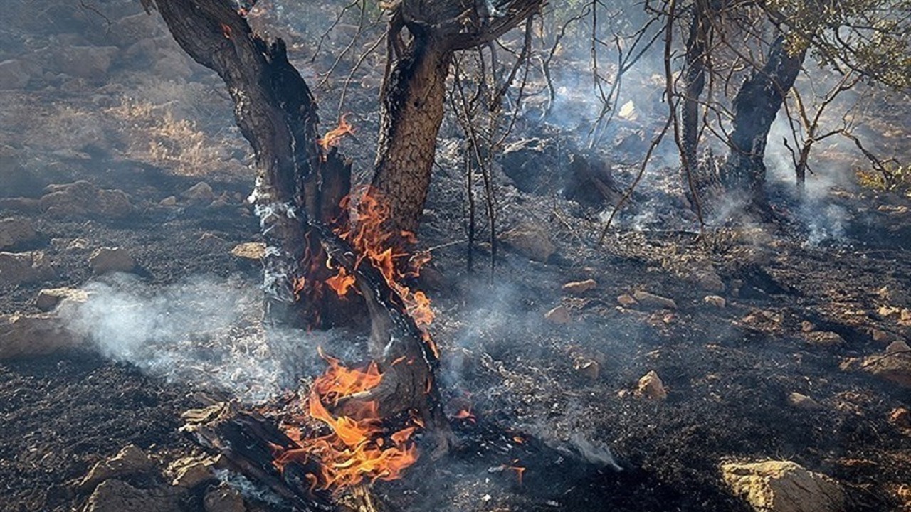 ثبت ۴۴ مورد آتش سوزی در مناطق حفاظت شده استان قزوین