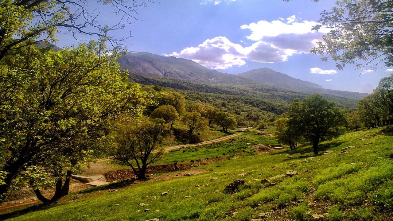 مبارزه هوایی درمان درد آفت جوانه خوار جنگلهای بلوط دزفول