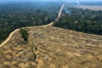 افزایش ۱۲ درصدی مساحت جنگل‌های نابود شده در سال ۲۰۲۰