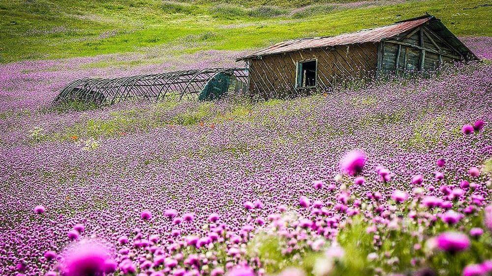 بهار گیلان تابستانی می شود