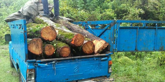 کشف ۳ محموله چوب قاچاق در منطقه حفاظت شده هلن