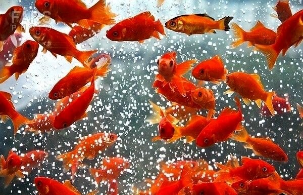 ماهی‌های نوروزی را در آب‌های آزاد رها نکنید