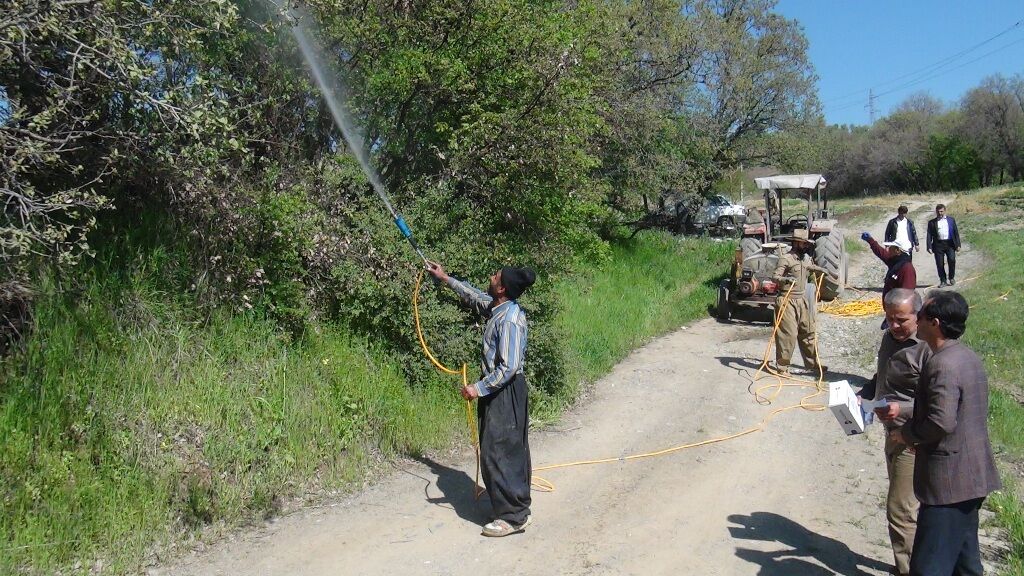 مبارزه با آفت جوانه خوار بلوط در استان