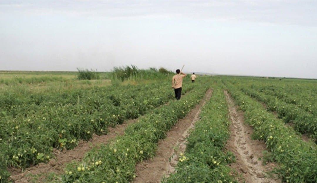  ۱۰ هزار هکتار از مزارع کشاورزی قزوین به زیرکشت صیفی جات می‌رود