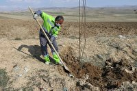 کاشت هزار اصله نهال در سایت دفن  زباله در ارومیه
