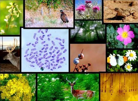 بانک ژن موثرترین راه‌ حفاظت از گونه‌های گیاهی و جانوری