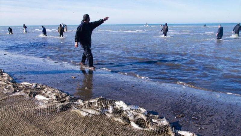 تمدید صید ماهیان استخوانی دریای خزر در دو نوبت