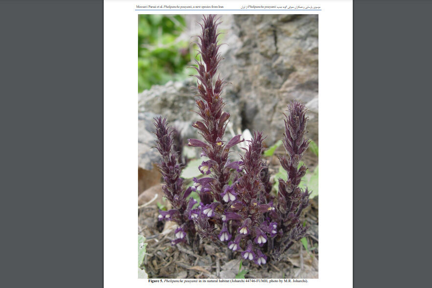 شناسایی یک نمونه گیاهی جدید توسط پژوهشگران دانشگاه فردوسی مشهد