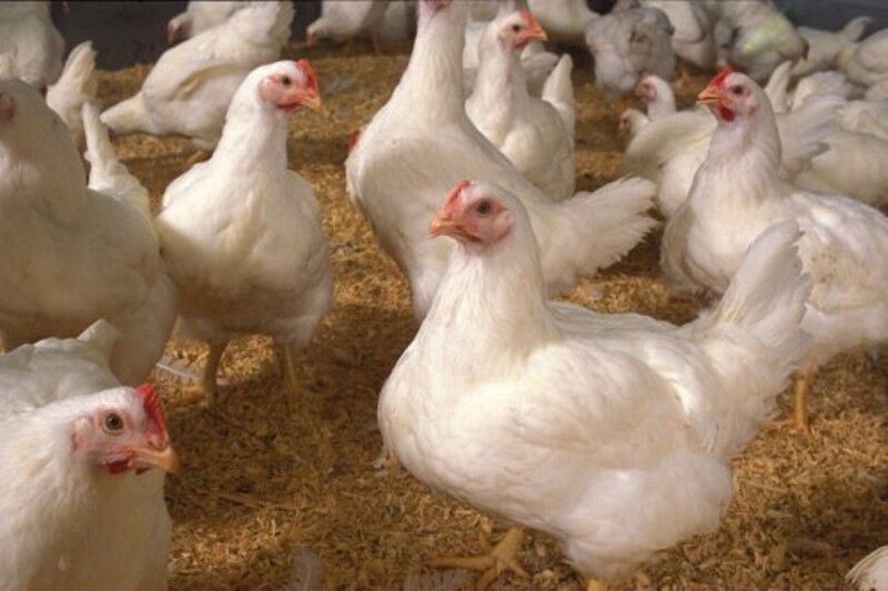 کشف محموله مرغ زنده خارج از شبکه توزیع در شاهرود