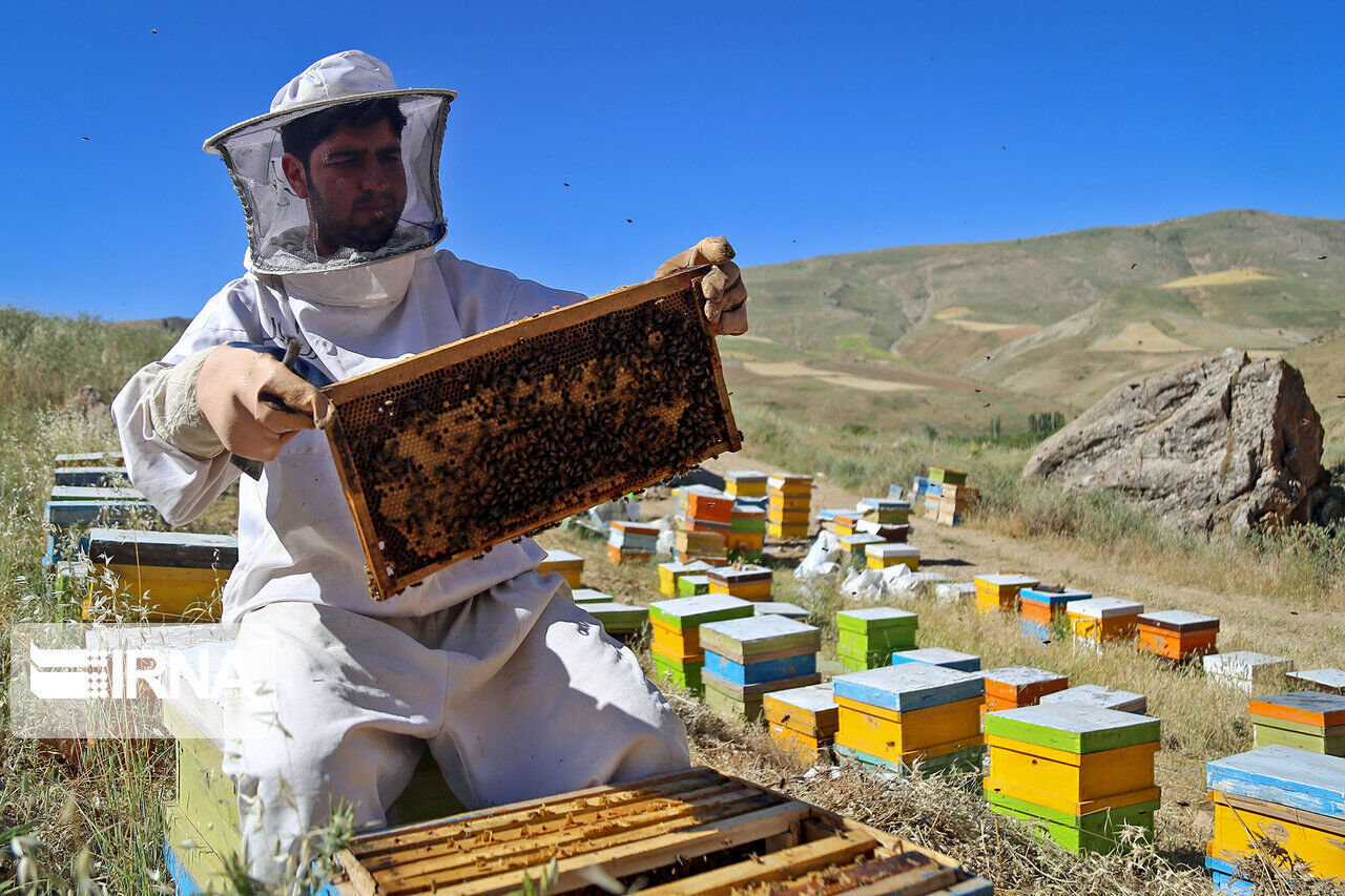 افزایش ۲ برابری تولید عسل در خراسان جنوبی