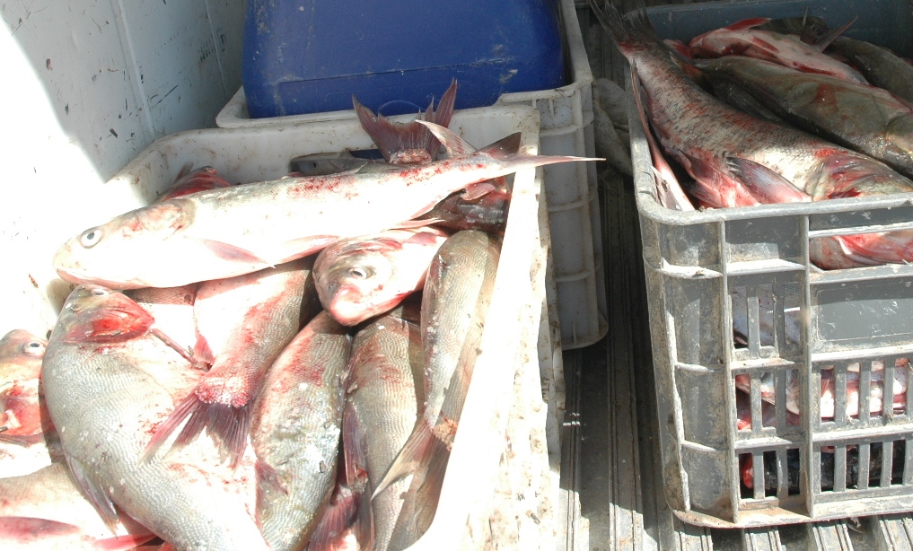 کشف بیش از 20 تن ماهي بدون مجوز