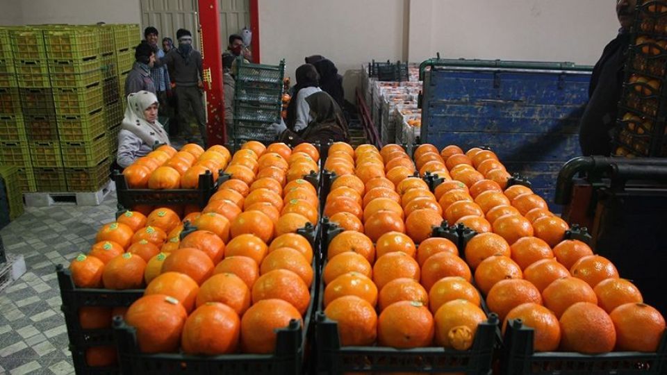 توزیع میوه تنظیم بازار