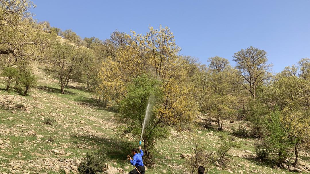تولید سالانه بیش از دو هزار تن گیاه دارویی در استان اصفهان
