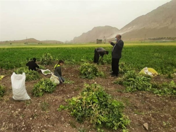 آغاز برداشت نخود فرنگی در مزارع سرپل ذهاب