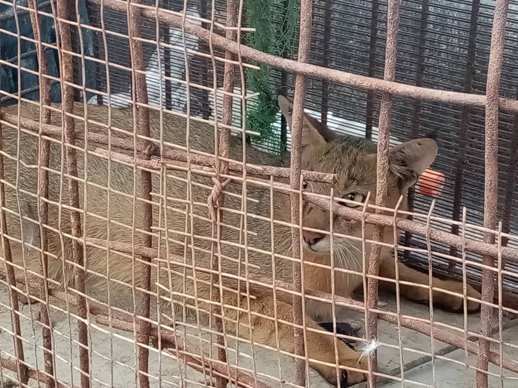 زنده گیری و رهاسازی یک قلاده گربه جنگلی در هندیجان
