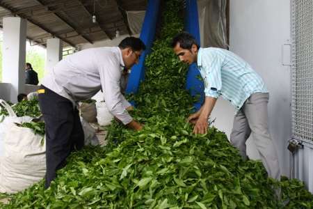 آمادگی  کارخانه های چایسازی برای خرید از چایکاران