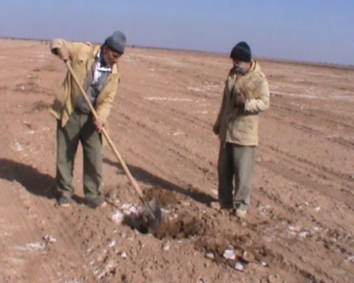 کاشت پنج هزار نهال در محیط دفن زباله شهرستان آران و بیدگل