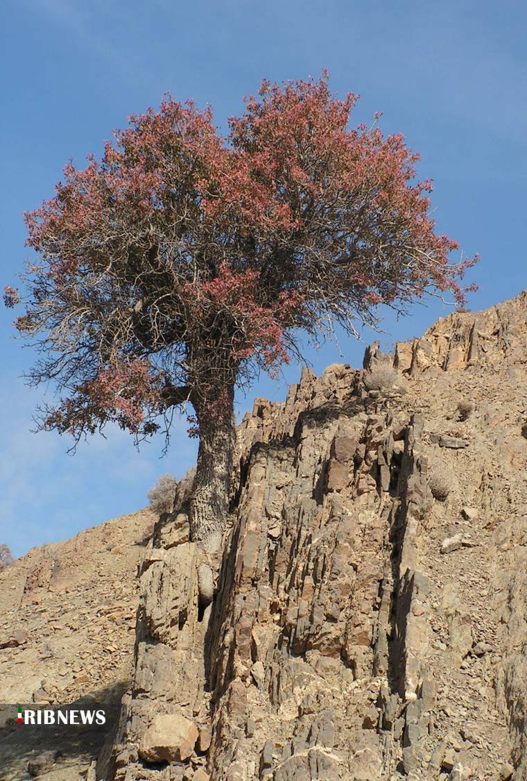 قطع درخت بنه تهدیدی برای این گونه در معرض انقراض