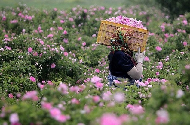 عطر گل محمدی در گلستان‌های جهرم