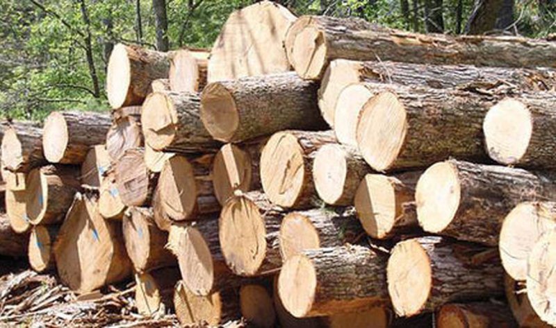 کشف ۴۰ تُن چوب جنگلی قاچاق در ساری