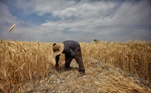 خوشه های طلایی دل از زمین کَندند