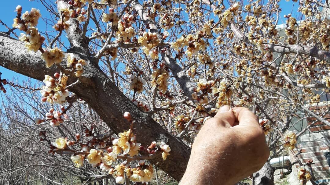 خسارت سرمازدگی به باغداران مروستی پراخت می‌شود