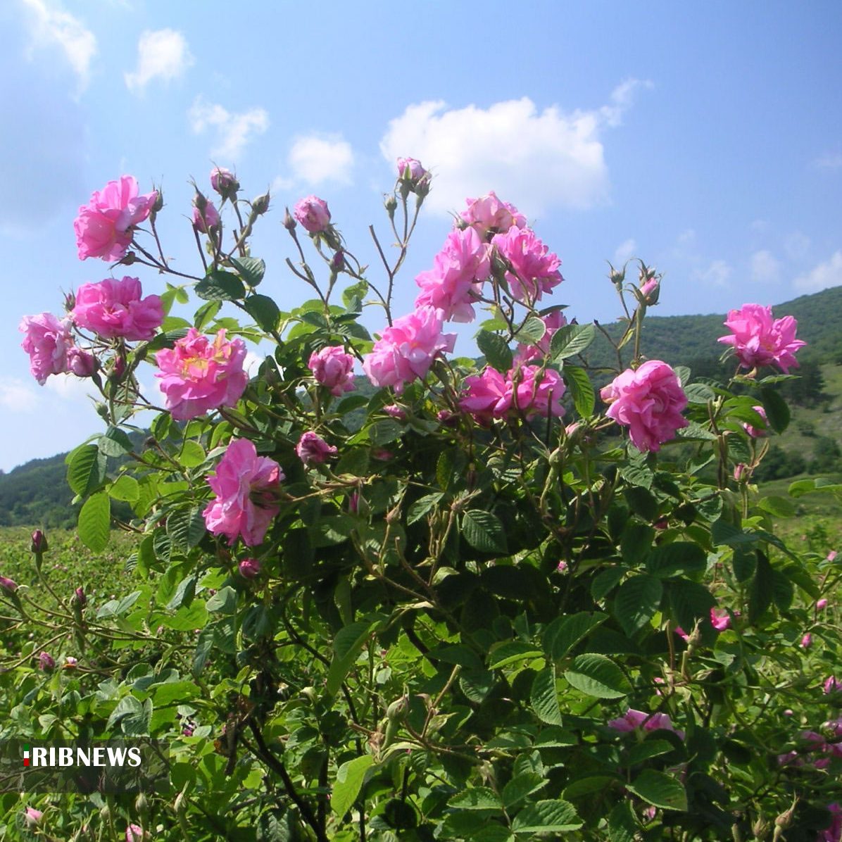 برداشت گل محمدی از باغات خراسان جنوبی