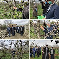 اهدای ۲۰۰ اصله درخت به نیازمندان درسلماس