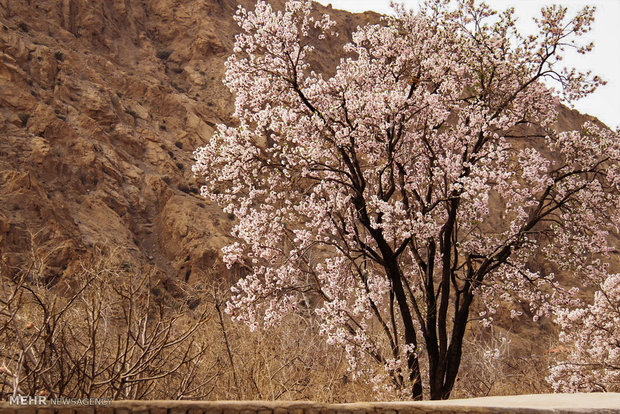 خسارت ۲۸ میلیارد تومانی سرمازدگی به باغها و مزارع تویسرکان