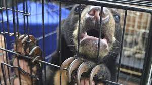 هشدار درباره خرید و فروش گونه‌های جانوری و حیوانات وحشی