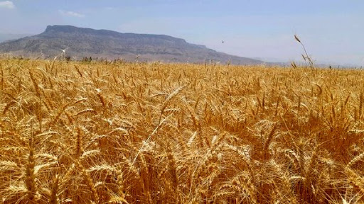 دخیره سازی بیش از ۶۰ هزار گندم بذری در خوزستان
