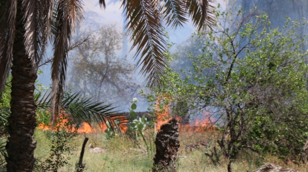 سوختن ۲۰۰ اصله درخت در کوهشاه احمدی